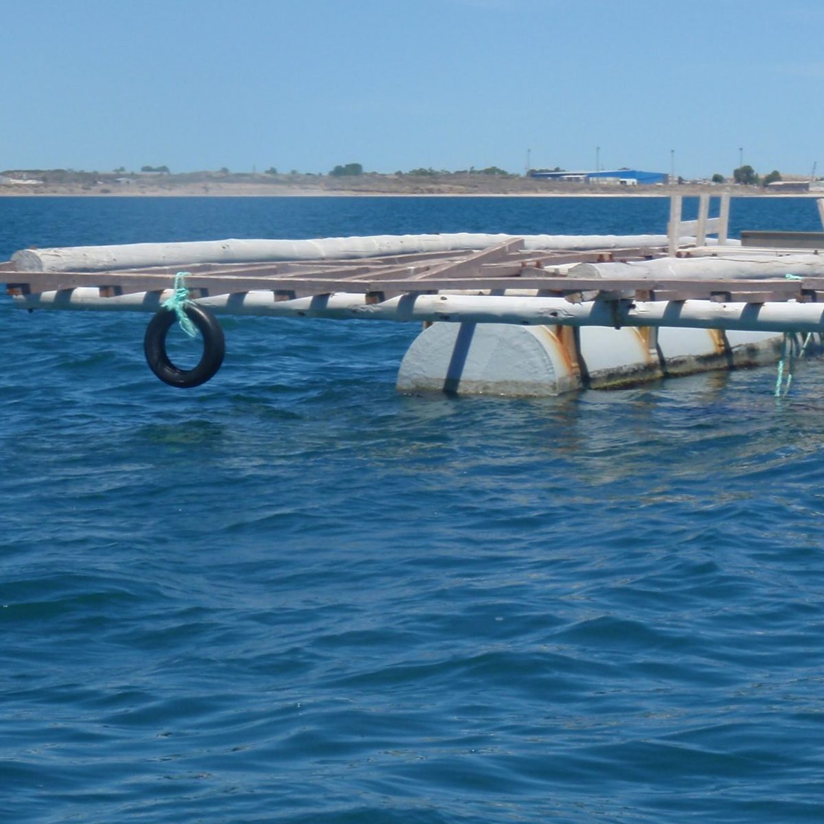 Batea de cultivo flotando en el golfo, con cuerdas colgando hacia el agua.
