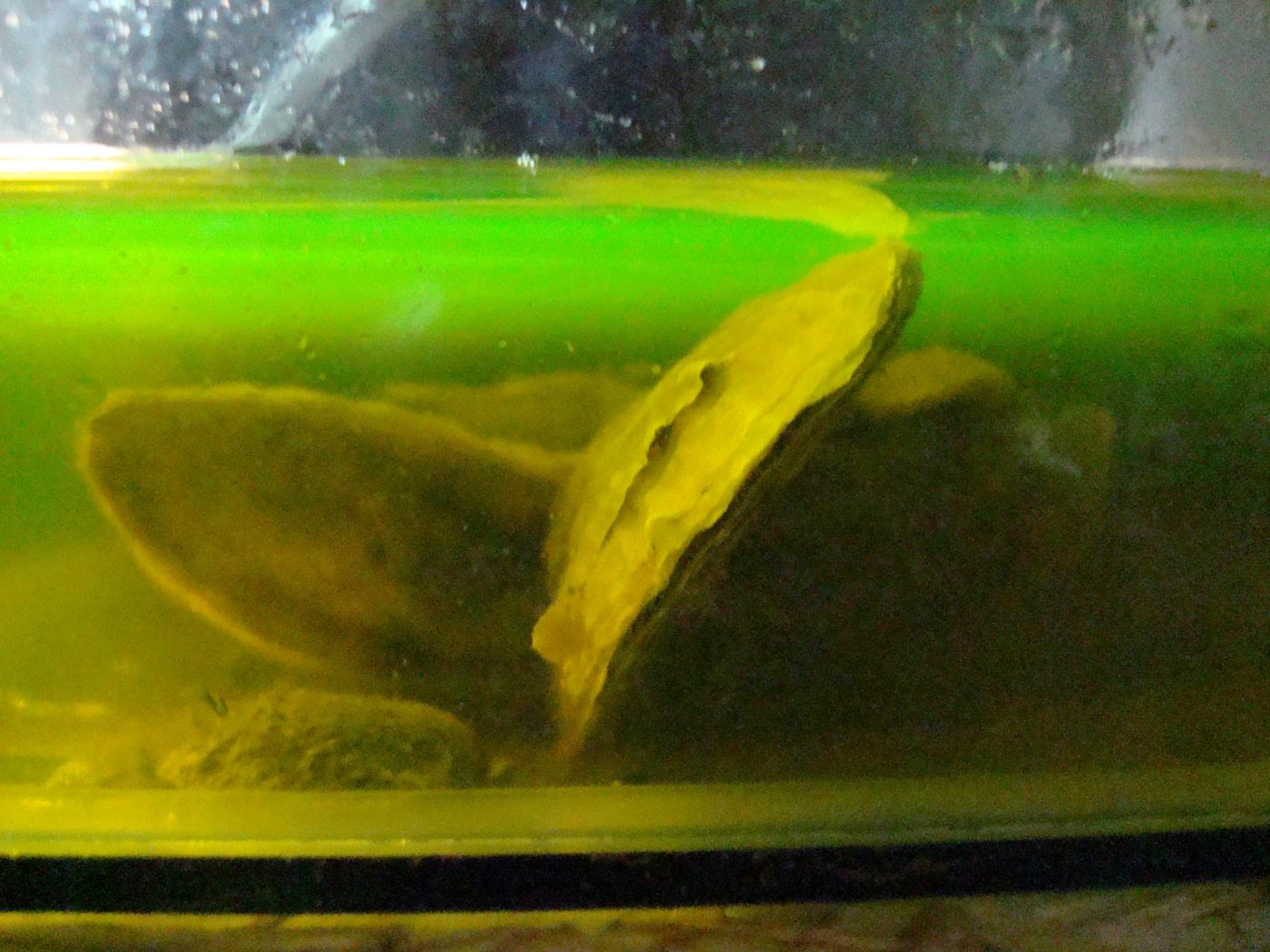 Ostras puelche sumergidas en una solución verde fluorescente de calceína.