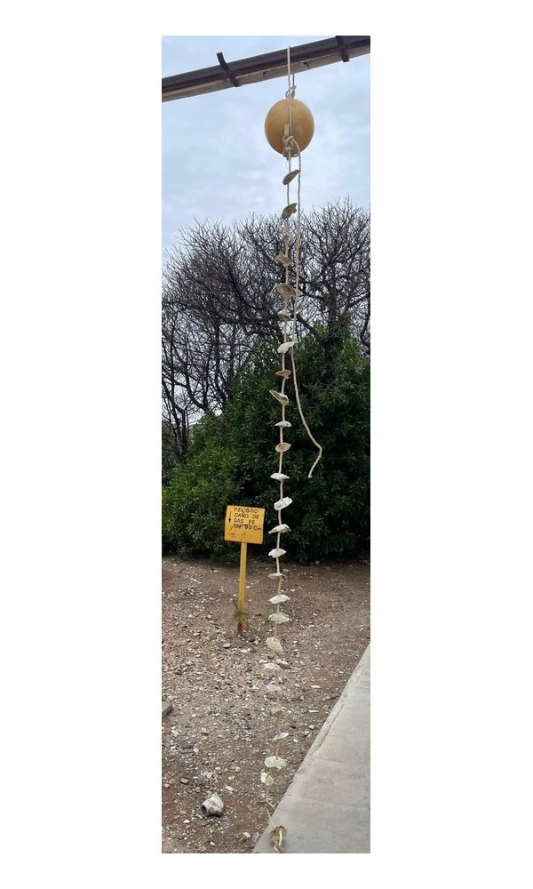 Colector hecho con valvas de ostra ensartadas en un cabo que cuelga de una boya.