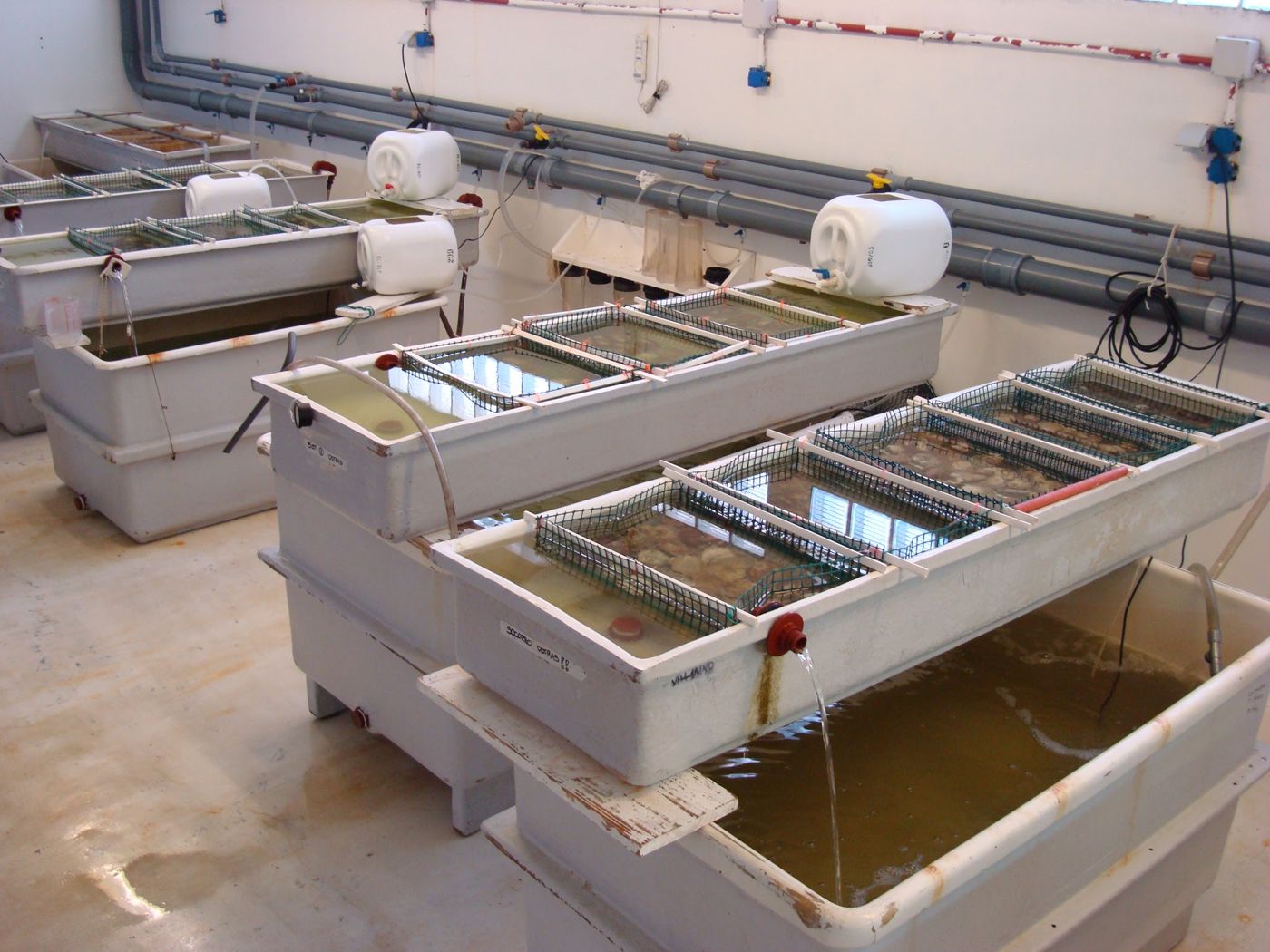 Bachas del criadero de bivalvos con bandejas de malla y ostras, alimentadas por agua de mar circulante.