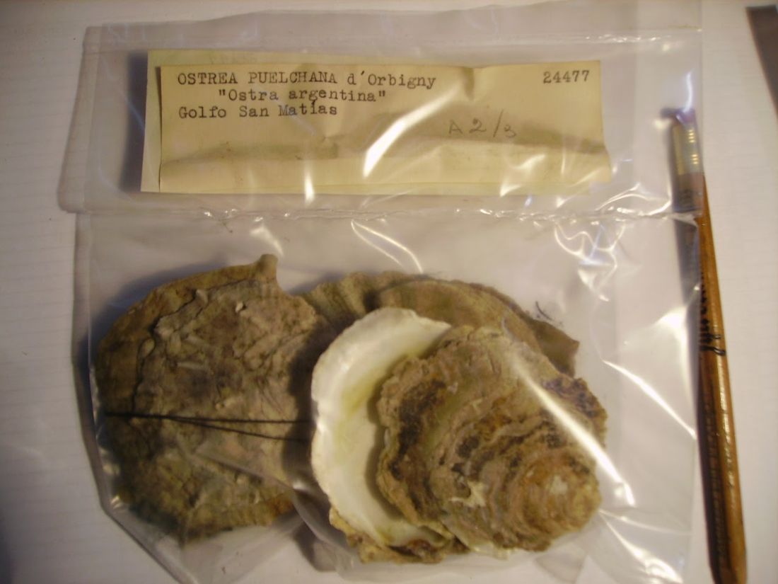 Bolsa de colección con valvas de ostra y una etiqueta mecanografiada que dice Ostrea puelchana d'Orbigny, Golfo San Matías.