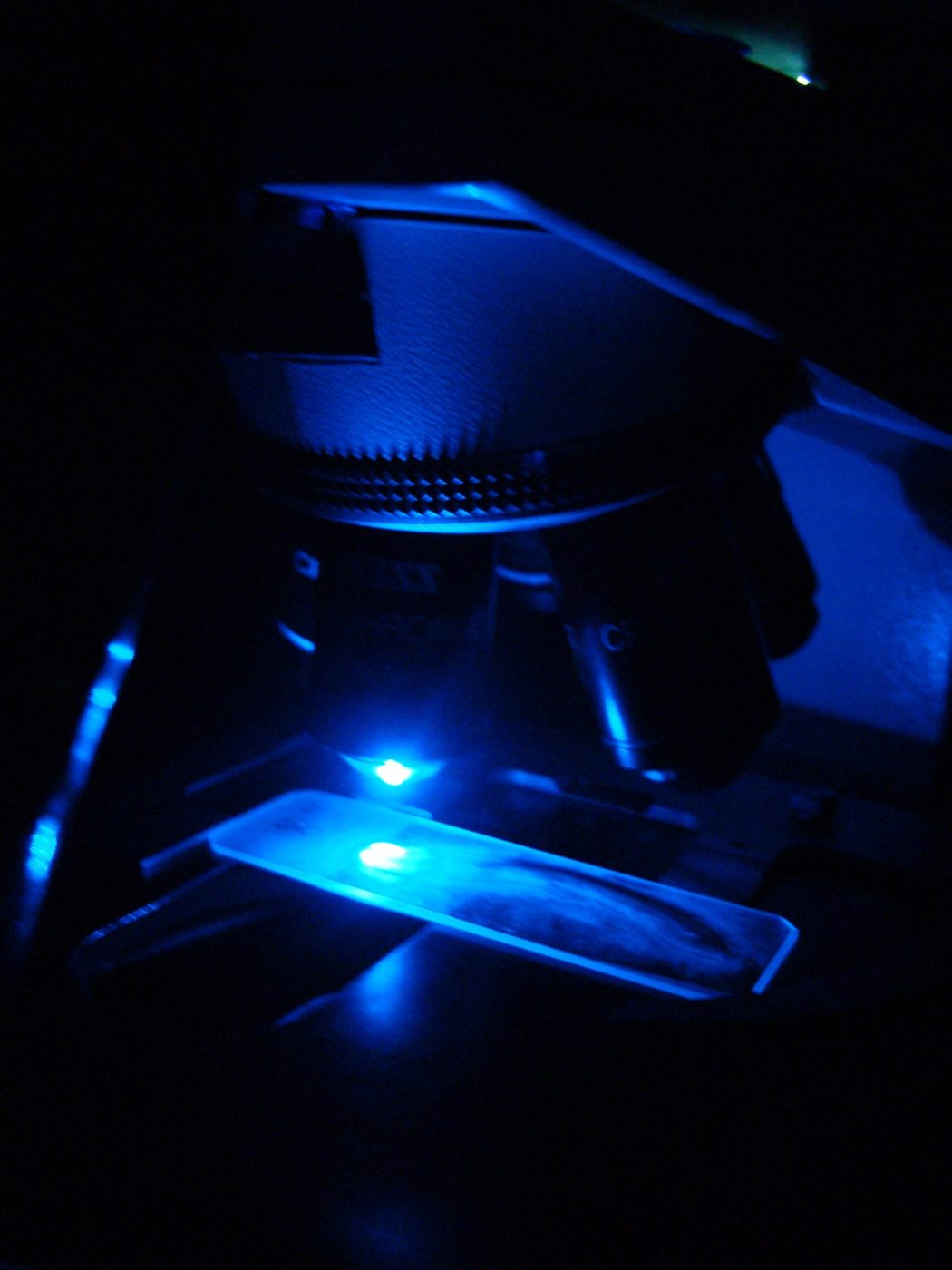 Portaobjetos con un corte de valva bajo la luz azul de un microscopio de fluorescencia.